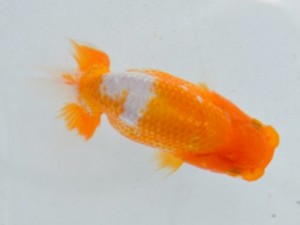 足柄らんちう会　研究会　2席　櫻井　彰