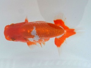 足柄らんちう会　研究会　1席　片桐正一