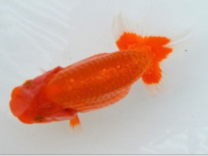 足柄らんちう会　研究会　2席　片桐正一