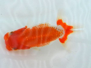 足柄らんちう会　研究会　3席　小田　勇