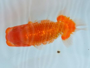 足柄らんちう会　研究会　4席　佐藤徳正