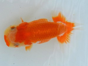 足柄らんちう会　研究会　5席　佐藤　博