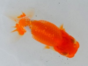 足柄らんちう会　研究会　5席　佐藤　博