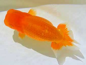 房総らんちう会　第2回研究会　1位　秋元和男