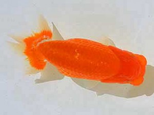 房総らんちう会　第2回研究会　2位　大渕　功