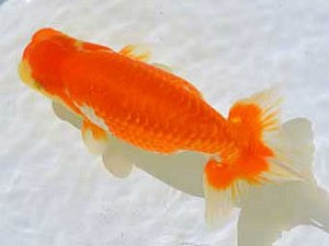 房総らんちう会　第2回研究会　3位　大渕　功