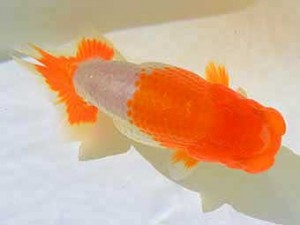 房総らんちう会　第2回研究会　4位　秋元和男