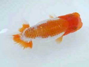 知多昇蘭会 立行司　都築正典　常滑市