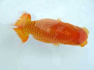 知多昇蘭会 取締一　舟田伸一　津市