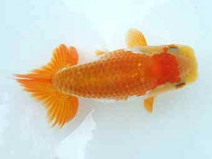 知多昇蘭会 取締二　磯村則之　武豊町