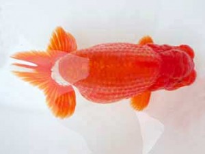 知多昇蘭会　西大関　沢田光孝　半田市