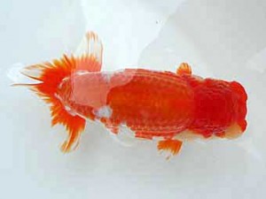 知多昇蘭会 取締一　三村和一　津市