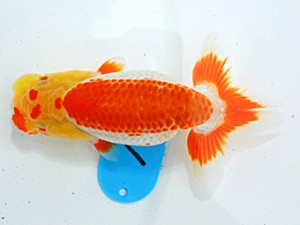 倉敷栄蘭会　東大関　難波　正