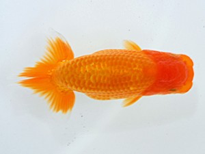 倉敷栄蘭会 東勧進元　原田和彦彦