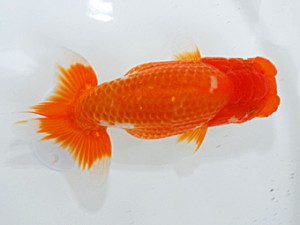 倉敷栄蘭会 行司一　大熊正人