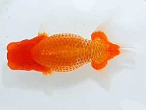 倉敷栄蘭会 行司三　児子敏雄