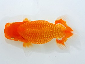 倉敷栄蘭会 東脇行司　児子敏雄