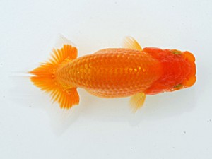 倉敷栄蘭会 西脇行司　大森時夫