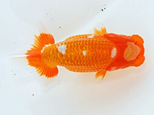 倉敷栄蘭会　西大関　難波　正