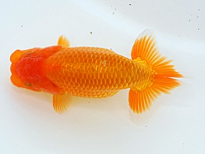 倉敷栄蘭会　立行司　田代史郎