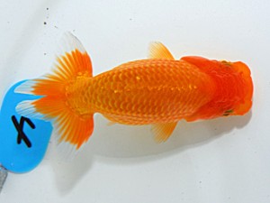 倉敷栄蘭会　東取締　大森時夫