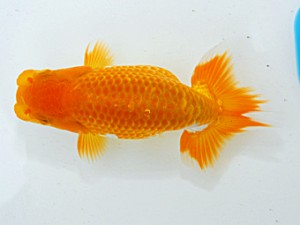 倉敷栄蘭会　西取締　中村哲也
