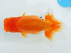 倉敷栄蘭会 東関脇　三宅一共