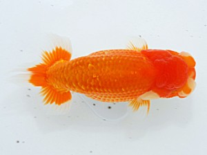 倉敷栄蘭会 西関脇　藤原照輝