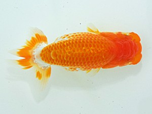 倉敷栄蘭会 西小結　加藤弘志