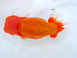 倉敷栄蘭会　東大関　村上暢彦