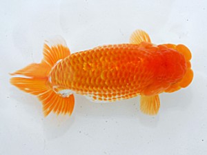 倉敷栄蘭会　西大関　笹井史治