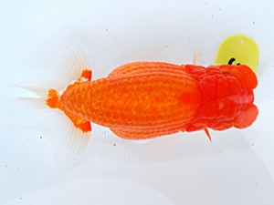 倉敷栄蘭会　立行司　大島一男