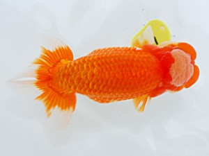 倉敷栄蘭会　東取締　笹井史治