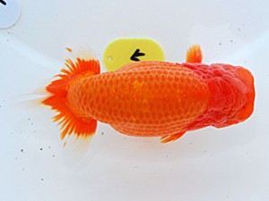 倉敷栄蘭会　西取締　難波　正