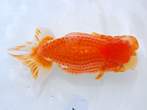 倉敷栄蘭会　加藤弘志