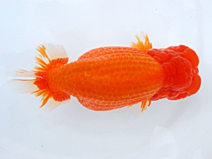 倉敷栄蘭会　西大関　笹井史治