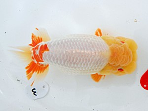 倉敷栄蘭会　立行司　笹井史治