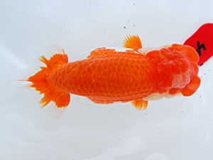 倉敷栄蘭会　東取締　加藤弘志