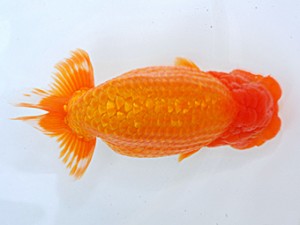 倉敷栄蘭会　西取締　福原  博