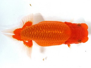 浜松愛魚会　東大関　飯島紳一