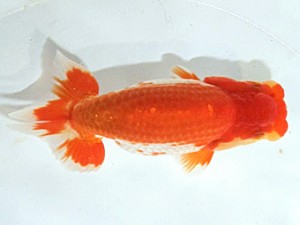 浜松愛魚会　西大関　松田力三