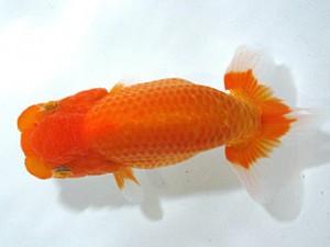 浜松愛魚会　立行司　疋田秀雄