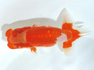 浜松愛魚会　取締一　松田力三