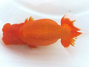 浜松愛魚会　東大関　渡邉祟光