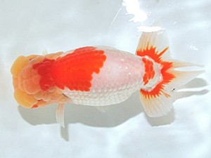 浜松愛魚会　西大関　松橋　悟