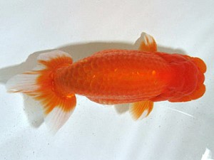 浜松愛魚会　立行司　金　成年