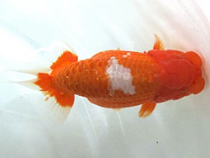 浜松愛魚会　取締一　吉田晋吾