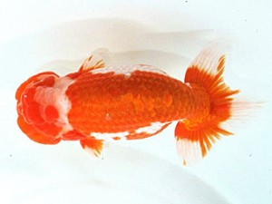 浜松愛魚会　西大関　前田鉦一