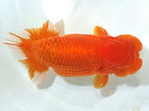 浜松愛魚会　立行司　鈴木克巳