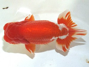 浜松愛魚会　取締一　松本利次